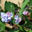 Mertensia virginica  - Virginia Bluebells