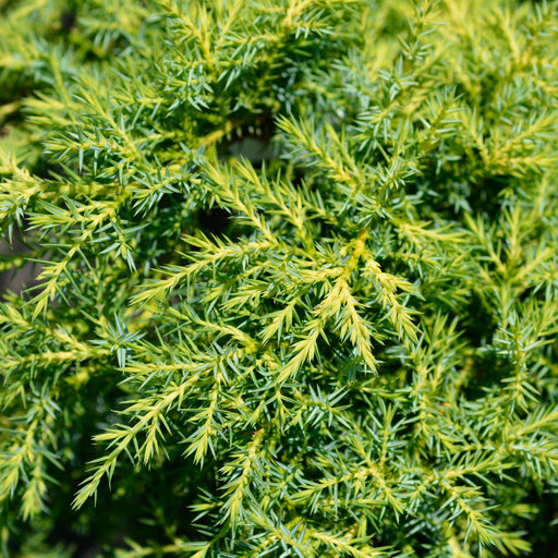 Juniper, Gold Star Juniper