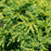Juniper, Gold Star Juniper