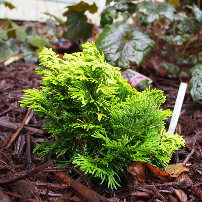 Cypress, Verdonii Hinoki Cypress