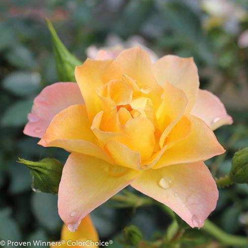 Rose, PW® Color Choice® OSO Easy Italian Ice® Rose