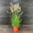 Grass, Hameln Fountain Grass
