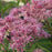 Joe Pye Weed, Little Pye Coastal Pye Weed
