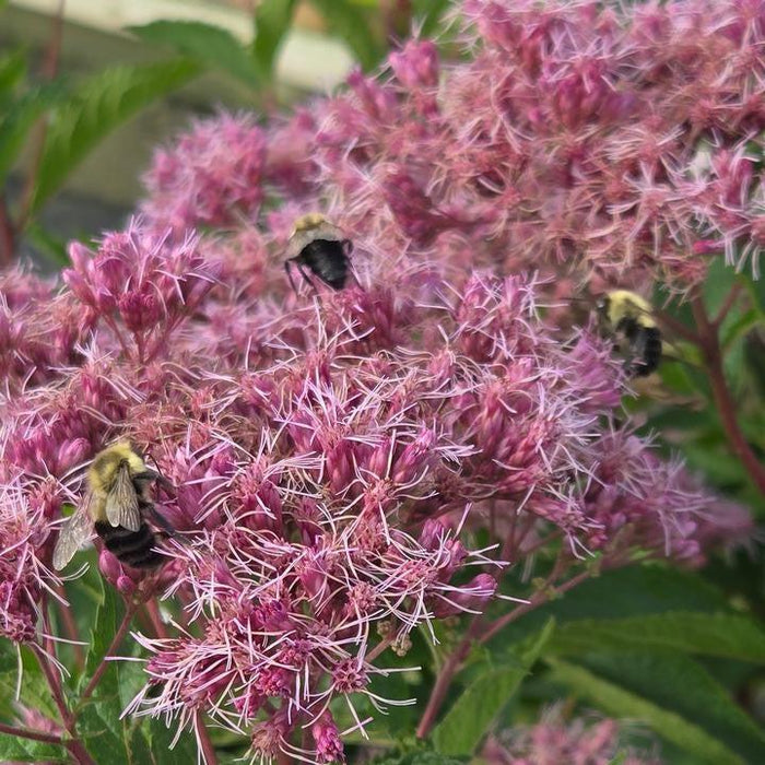 Joe Pye Weed, Little Pye Coastal Pye Weed