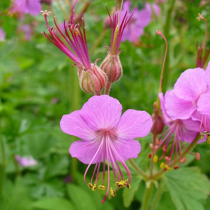 Cranesbill, Bevan's Variety Bigroot Cranesbill