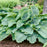 Hosta, PW® Shadowland® Diamond Lake Hosta