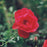 Rose, Flower Carpet® Red Rose