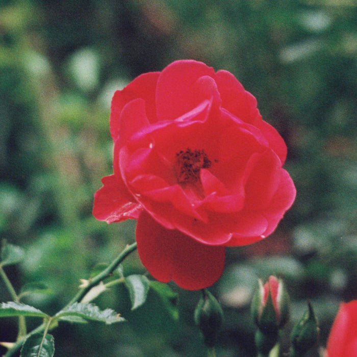 Rose, Flower Carpet® Red Rose
