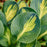 Hosta, Mouseketeer Hosta
