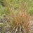 Grass, Broomsedge, Yellow Bluestem