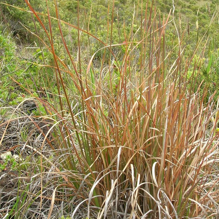 Grass, Broomsedge, Yellow Bluestem