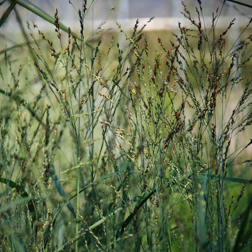 Grass, Heavy Metal Switch Grass