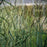 Grass, Heavy Metal Switch Grass