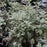 Dogwood, Ivory Halo® Red Twig Dogwood