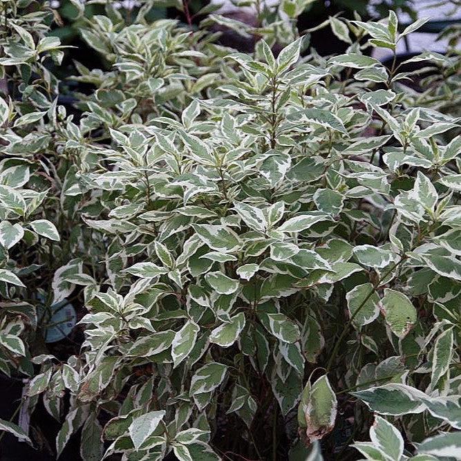 Dogwood, Ivory Halo® Red Twig Dogwood