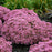 Sedum 'Pride And Joy'  - Rock 'N Grow® Pride And Joy Stonecrop