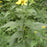 Coneflower, Cut-leaf Coneflower