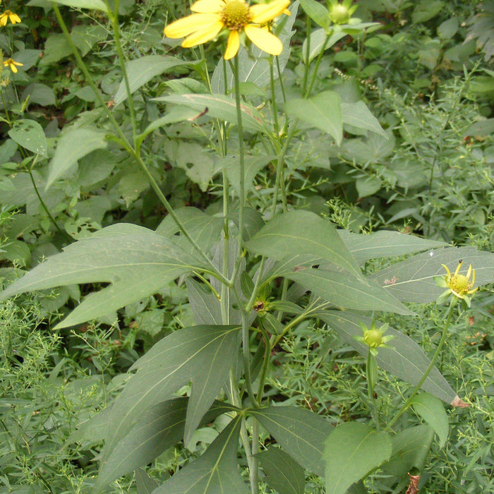 Coneflower, Cut-leaf Coneflower