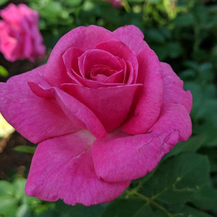Rose, True Bloom™ True Gratitude™ Rose