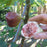 Fig, Verns Brown Turkey Fig, 3 gal (30-36 in)