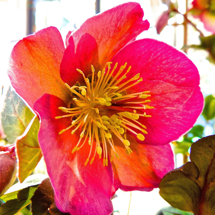 Hellebore, FrostKiss™ Penny's Pink® Lenten Rose