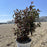 Ninebark, Summer Wine® Ninebark
