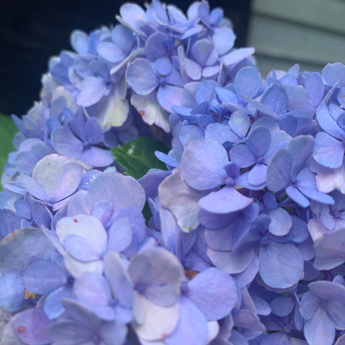 Hydrangea, Nikko Blue Hydrangea