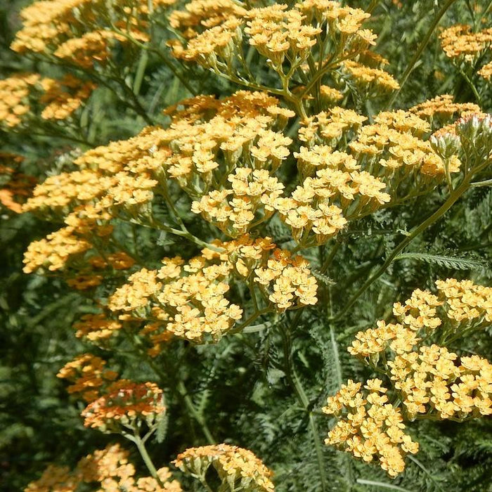 Yarrow, Moonshine Yarrow