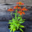 Coneflower, Cheyenne Spirit Echinacea, Coneflower