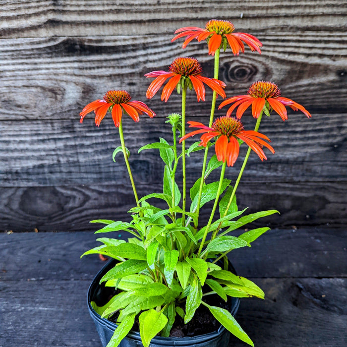 Coneflower, Cheyenne Spirit Echinacea, Coneflower