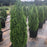 Arborvitae, Emerald Green Arborvitae
