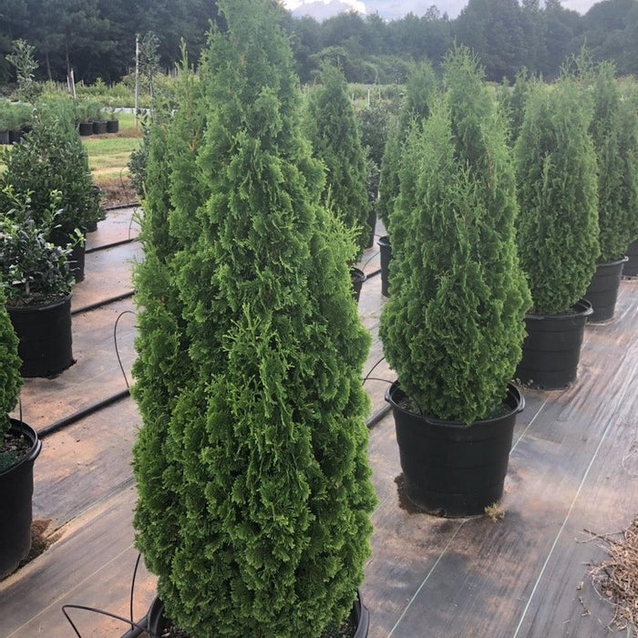Arborvitae, Emerald Green Arborvitae