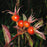 Rose, Swamp Rose