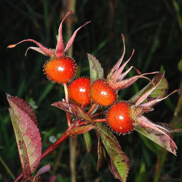 Rose, Swamp Rose