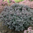 Sedum, Rock 'N Round™ Superstar Stonecrop