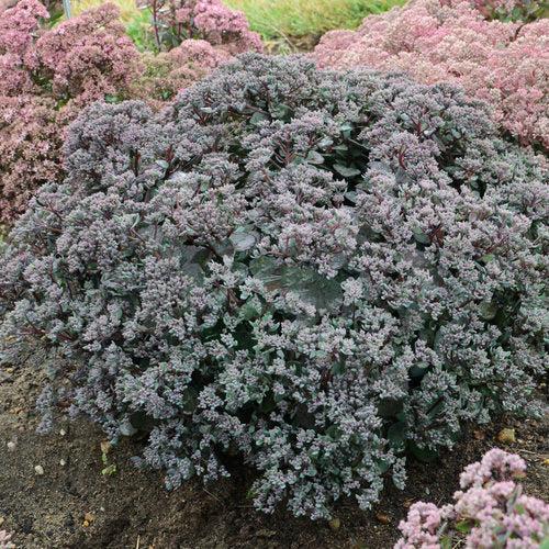 Sedum, Rock 'N Round™ Superstar Stonecrop