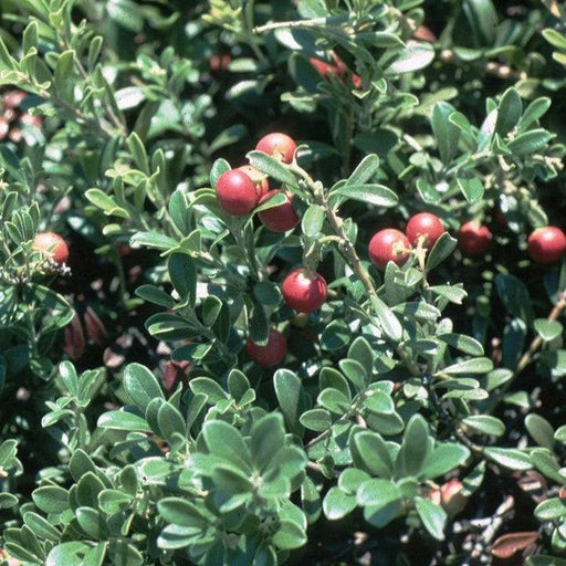 Bearberry, Massachusetts Bearberry