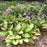 Hosta, Gold Standard Hosta