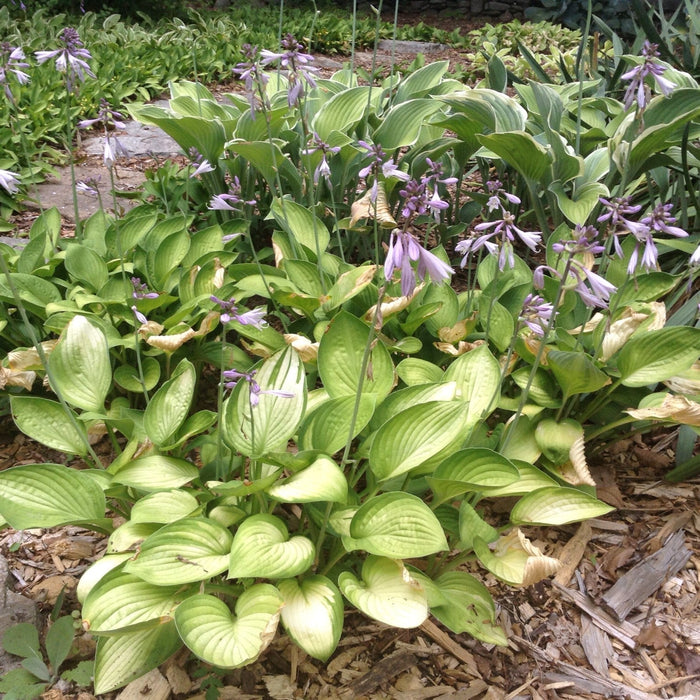 Hosta, Gold Standard Hosta