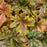 Coral Bells, PW® Fun and Games® Hopscotch Coral Bells