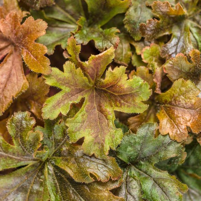 Coral Bells, PW® Fun and Games® Hopscotch Coral Bells