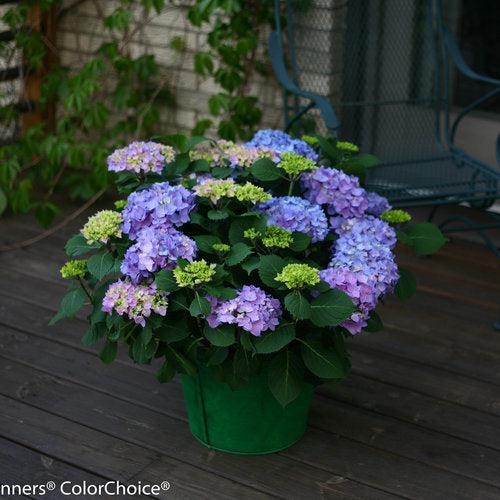 Hydrangea, Let's Dance® Rhythmic Blue® Macrophylla Hydrangea