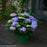 Hydrangea, Let's Dance® Rhythmic Blue® Macrophylla Hydrangea