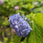 Hydrangea, Nikko Blue Hydrangea