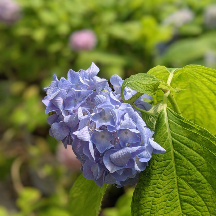 Hydrangea, Nikko Blue Hydrangea