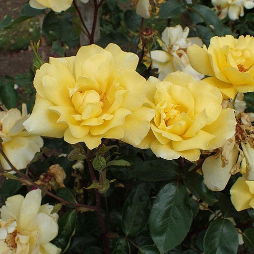 Rose, Golden Showers Climbing Rose