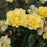 Rose, Golden Showers Climbing Rose