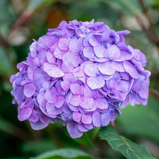 Hydrangea, Endless Summer® The Original Macrophylla Hydrangea