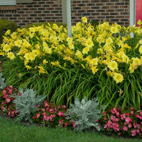 Daylily, Rainbow Rhythm® Going Bananas Daylily