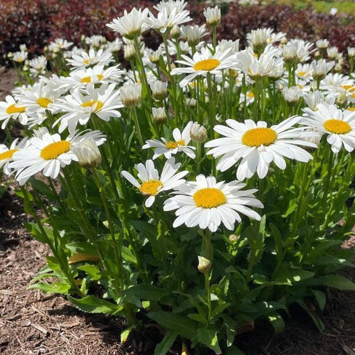 Shasta Daisy, Ooh La™ LaGrande Shasta Daisy